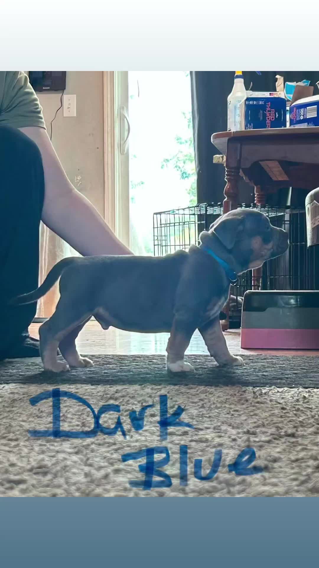 American Bully dogs for sale: American Bully 3 - Video 2