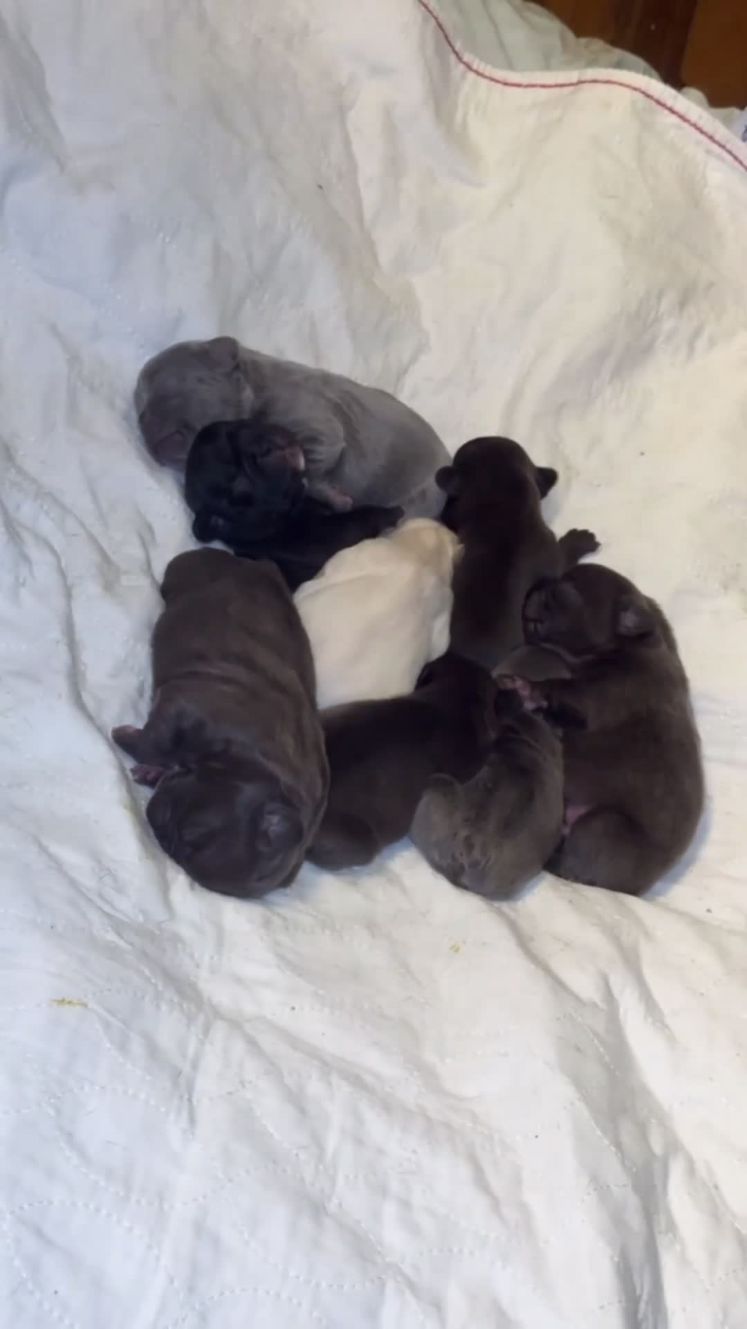 French Bulldog dogs for sale: French Bulldog 3 - Video 2