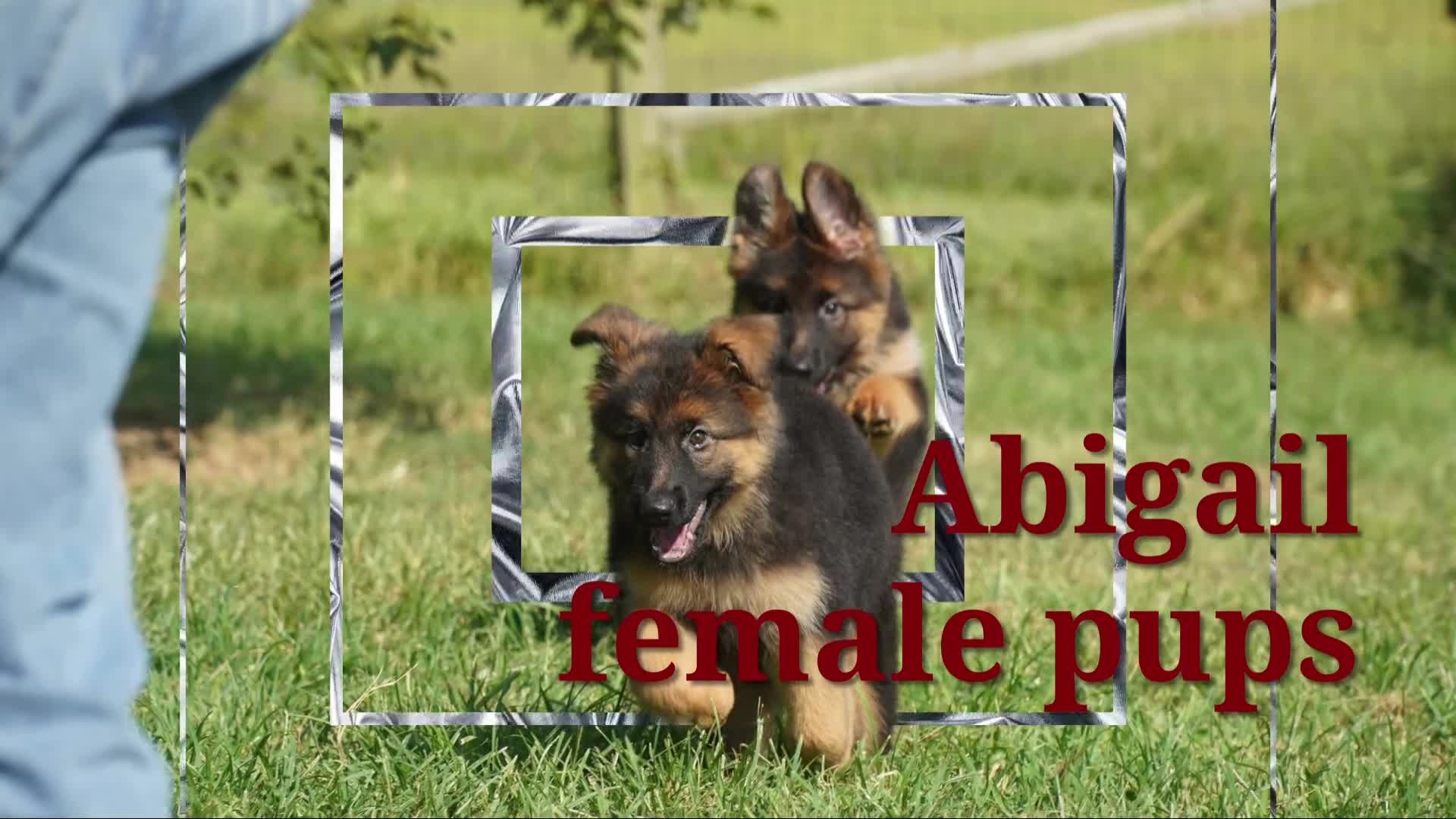 German Shepherd dogs for sale: female - orange collar - Video 2