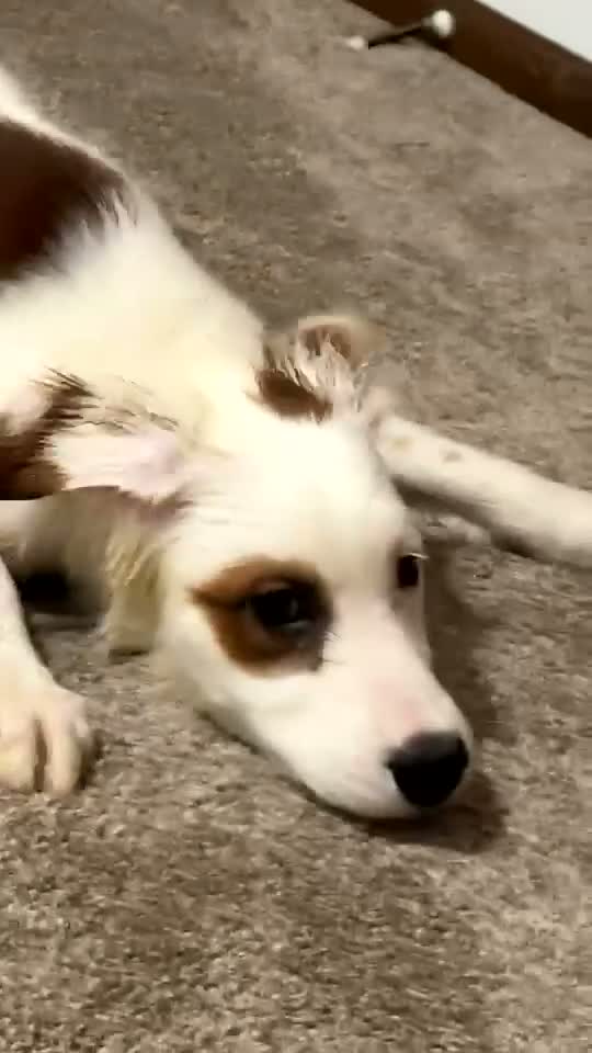 Mixed Breed dogs for sale: Captain  - Video 1