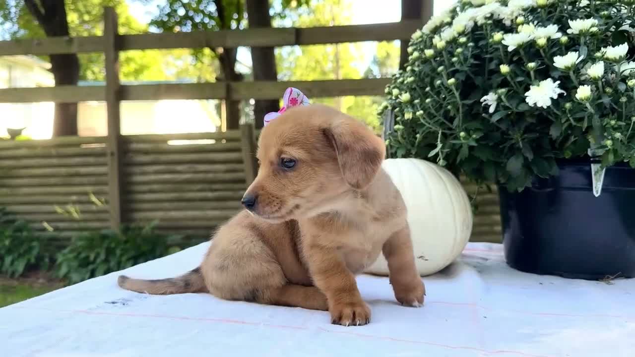 Mixed Breed dogs for sale: Bella - Video 1