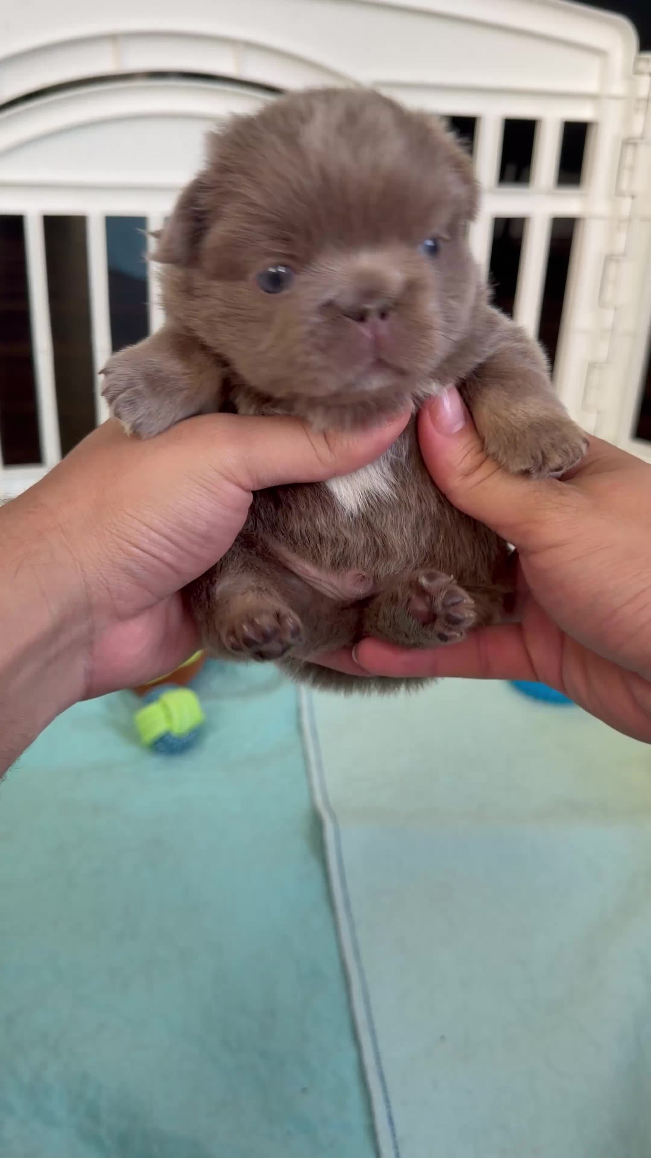 French Bulldog dogs for sale: Skittles - Video 2