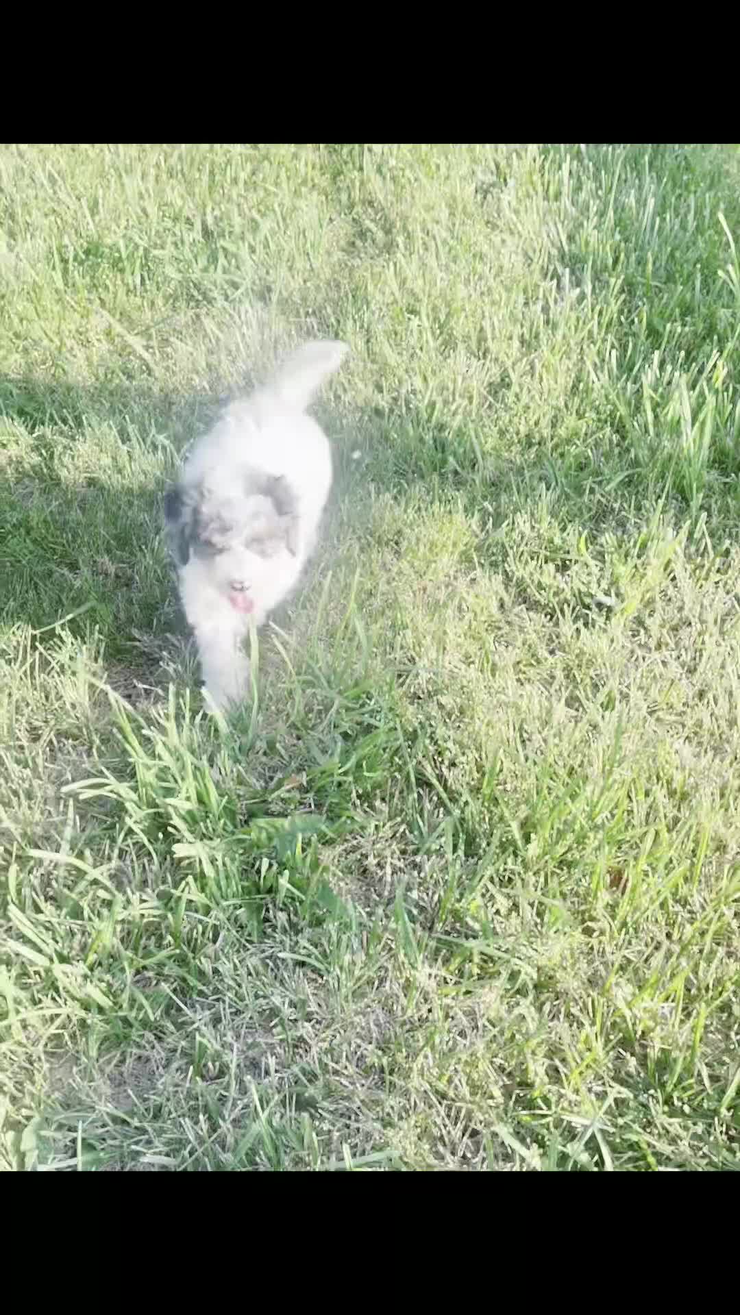Mini Goldendoodle dogs for sale: vivi - Video 1