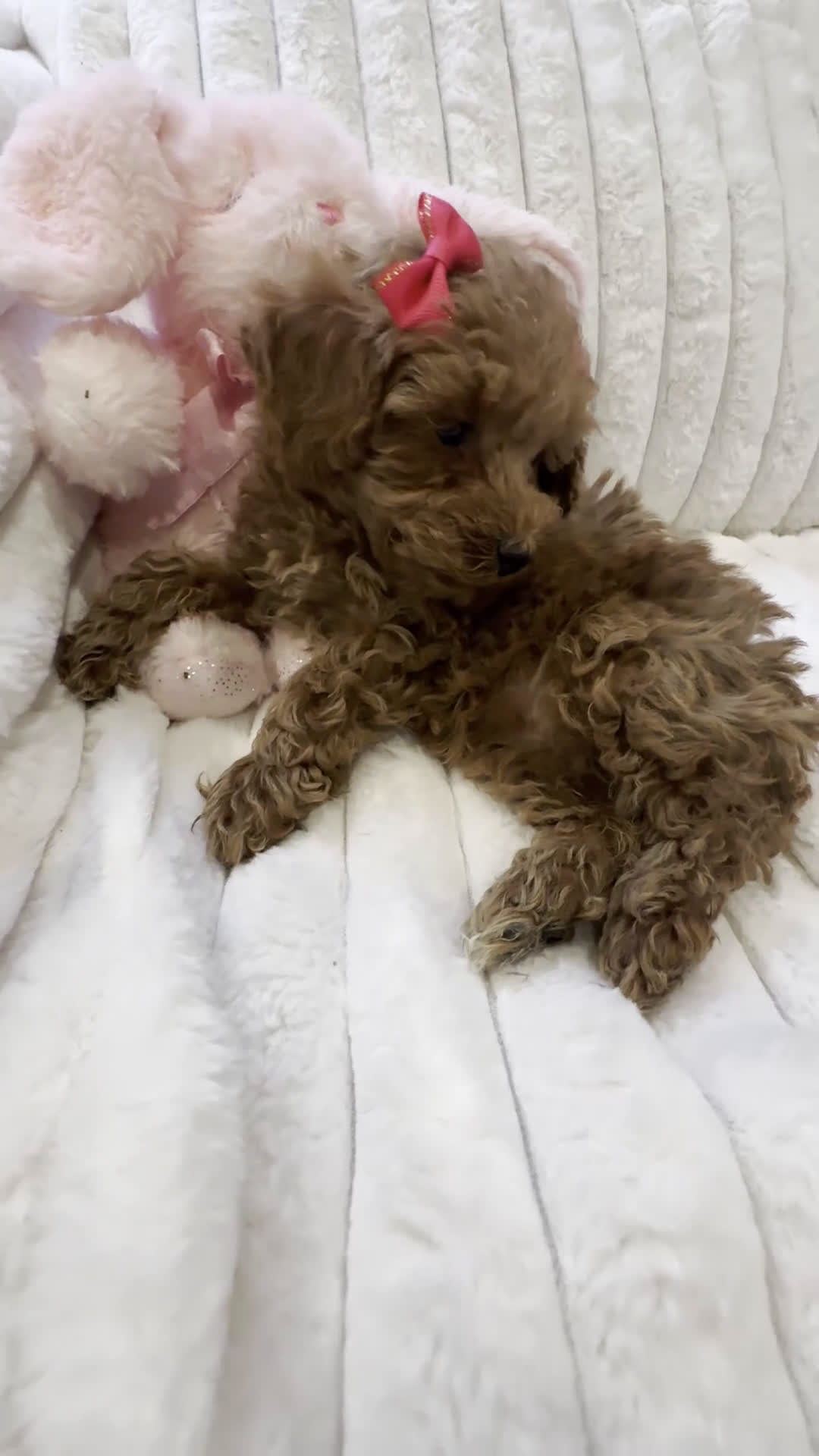 Toy Poodle dogs for sale: ELLA- Home Raised, Potty and Crate Trained TOY Poodle  - Video 2