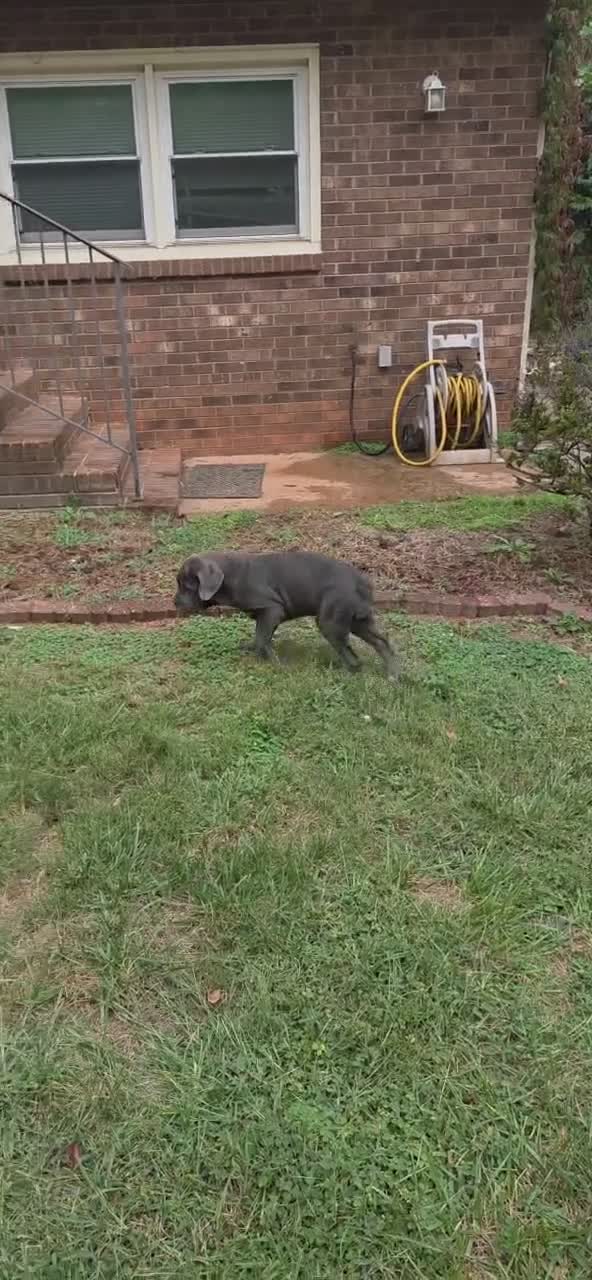 Neapolitan Mastiff dogs for sale: Annabelle  - Video 1