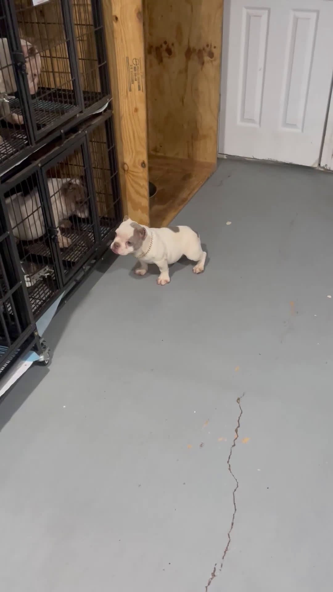 American Bully dogs for sale: Angel  - Video 2