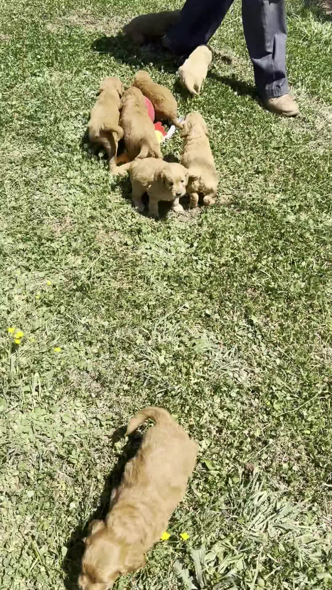 Mini Goldendoodle dogs for sale: Jingo - Video 1