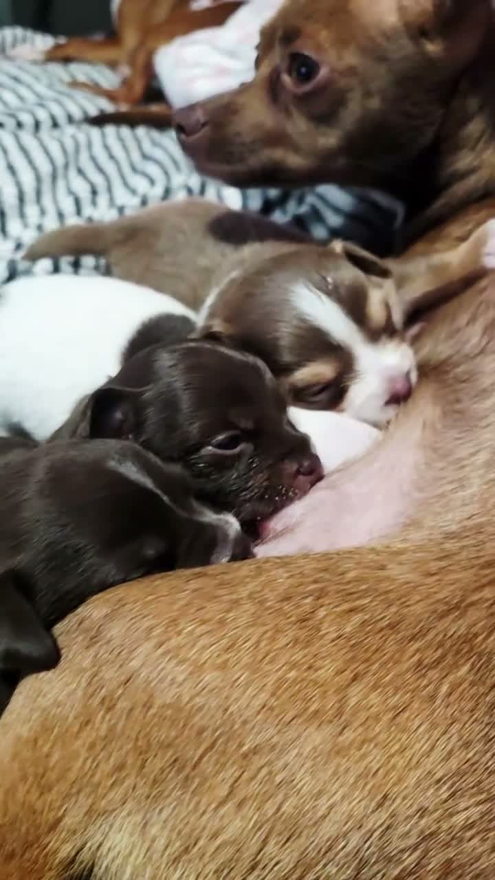 Chihuahua dogs for sale: Magic  - Video 1