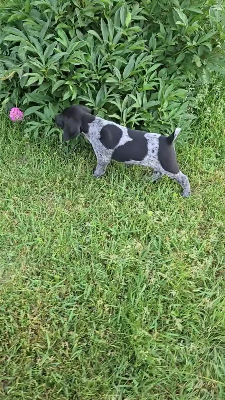 German Shorthaired Pointer dogs for sale: Huck Finn  - Video 2