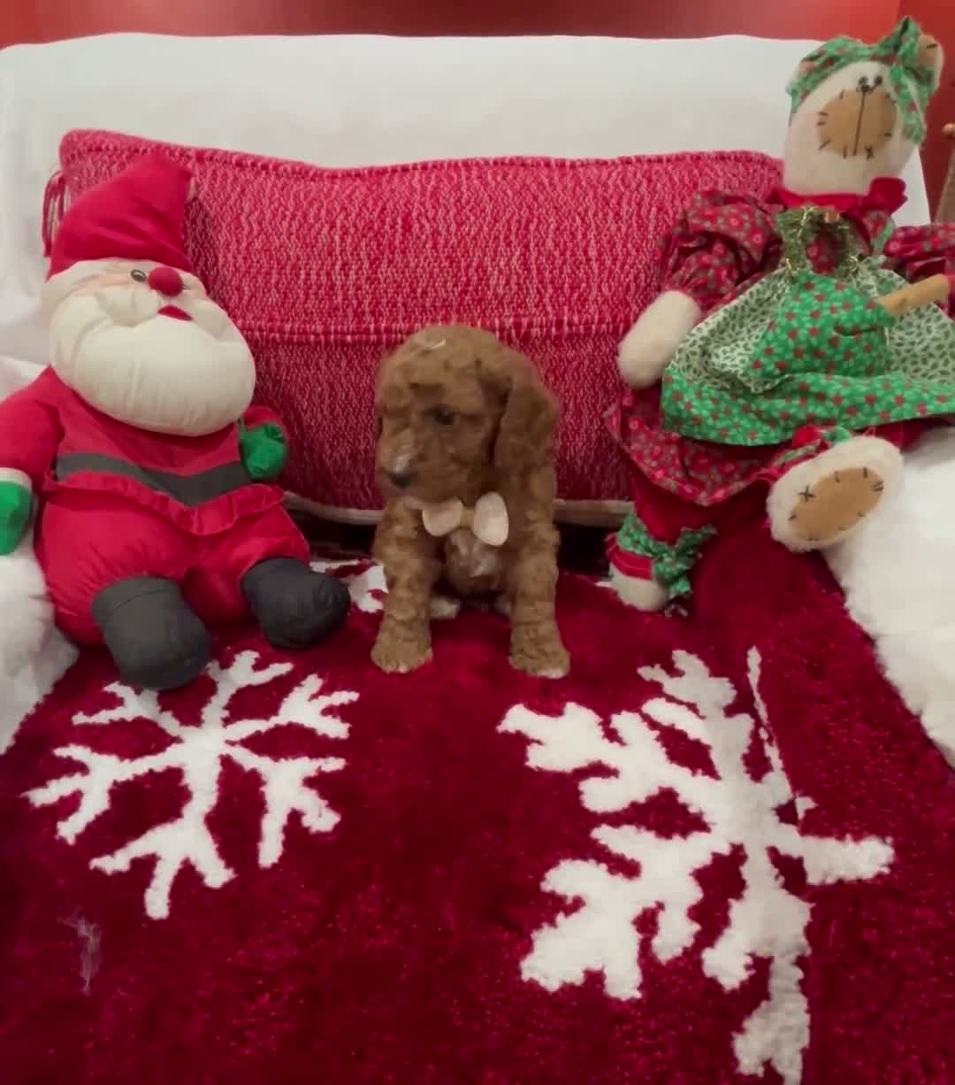 Mini Goldendoodle dogs for sale: Petite Mini Goldendoodle Cooper - Video 2