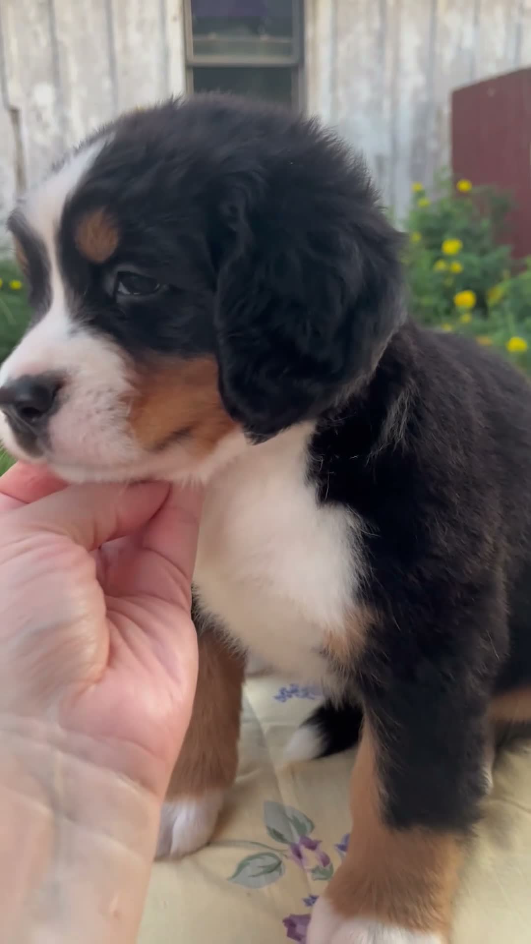 Bernese Mountain Dog dogs for sale: Samantha - Video 1