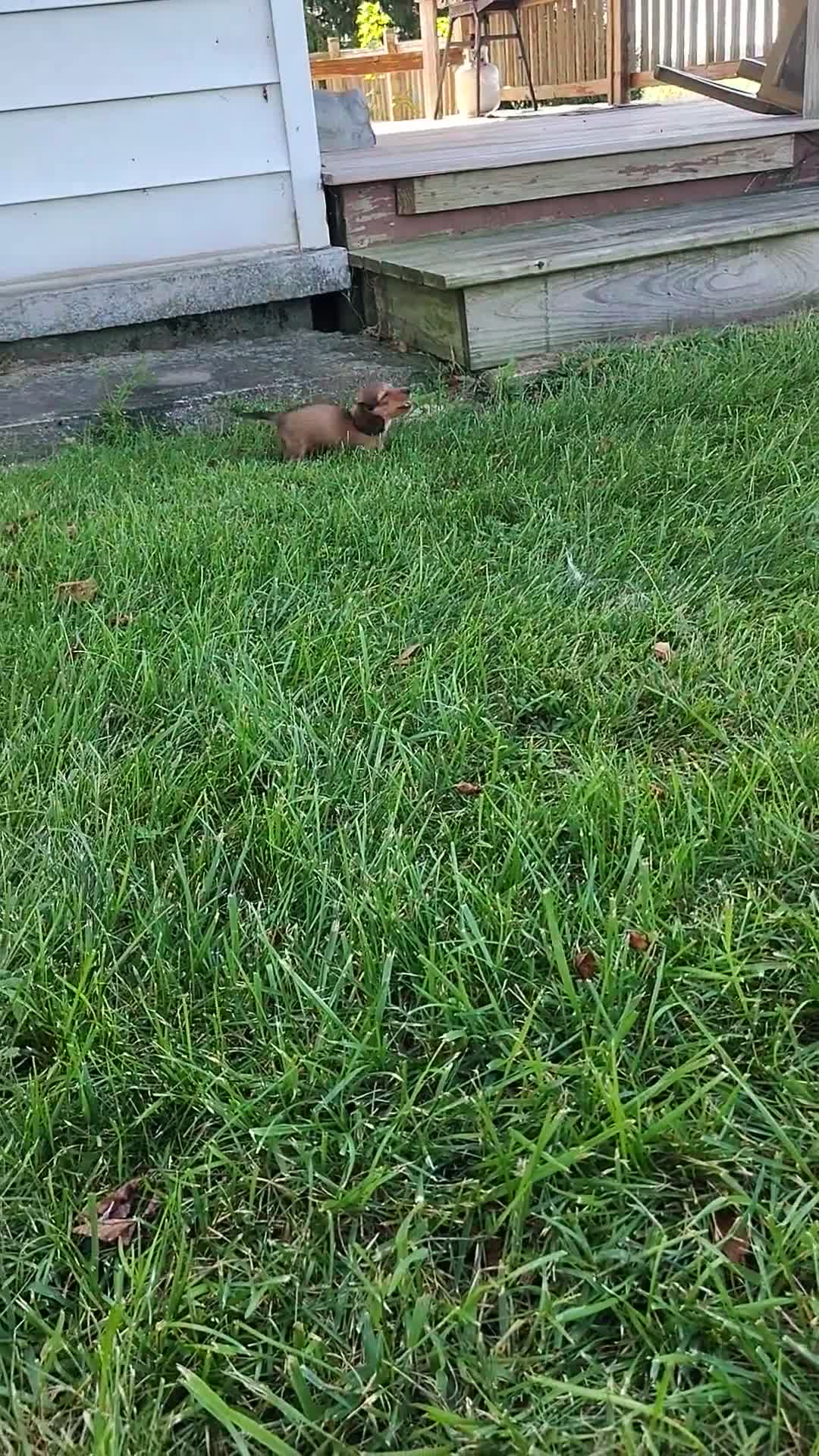 Miniature Dachshund dogs for sale: Miniature Dachshund 2 - Video 1