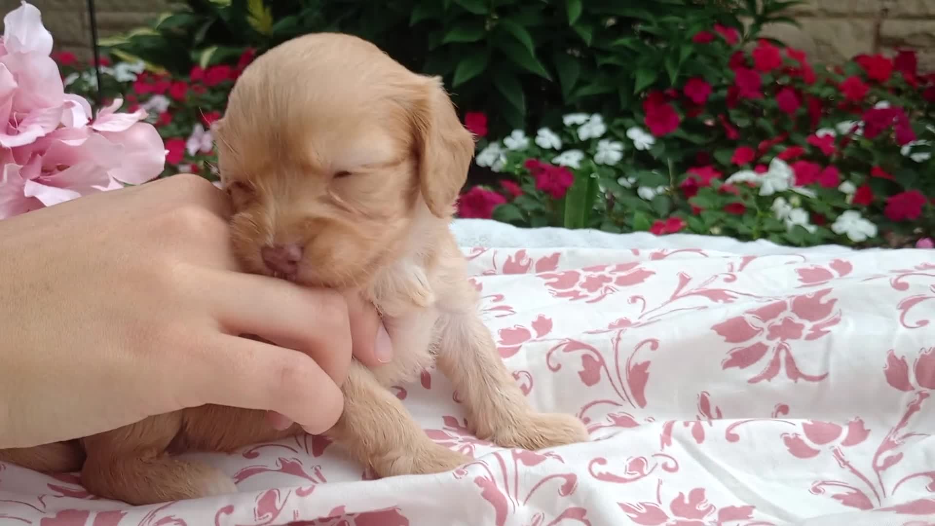 Cavapoo dogs for sale: Apphia - Video 1