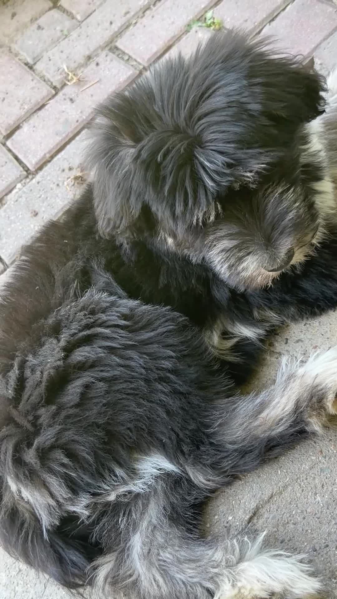 Goldendoodle dogs for sale: Leo - Video 1