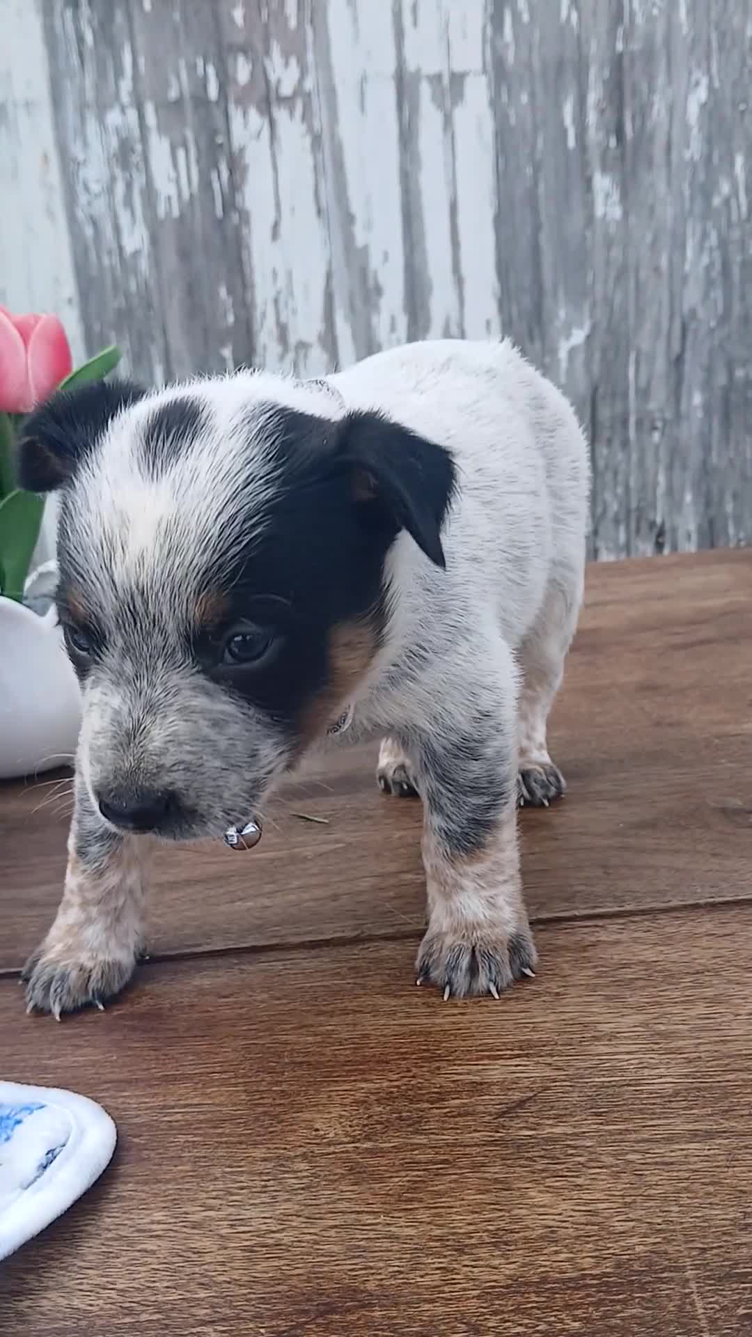 Australian Cattle Dog dogs for sale: Australian Cattle Dog Puppy 3 Lighting - Video 1