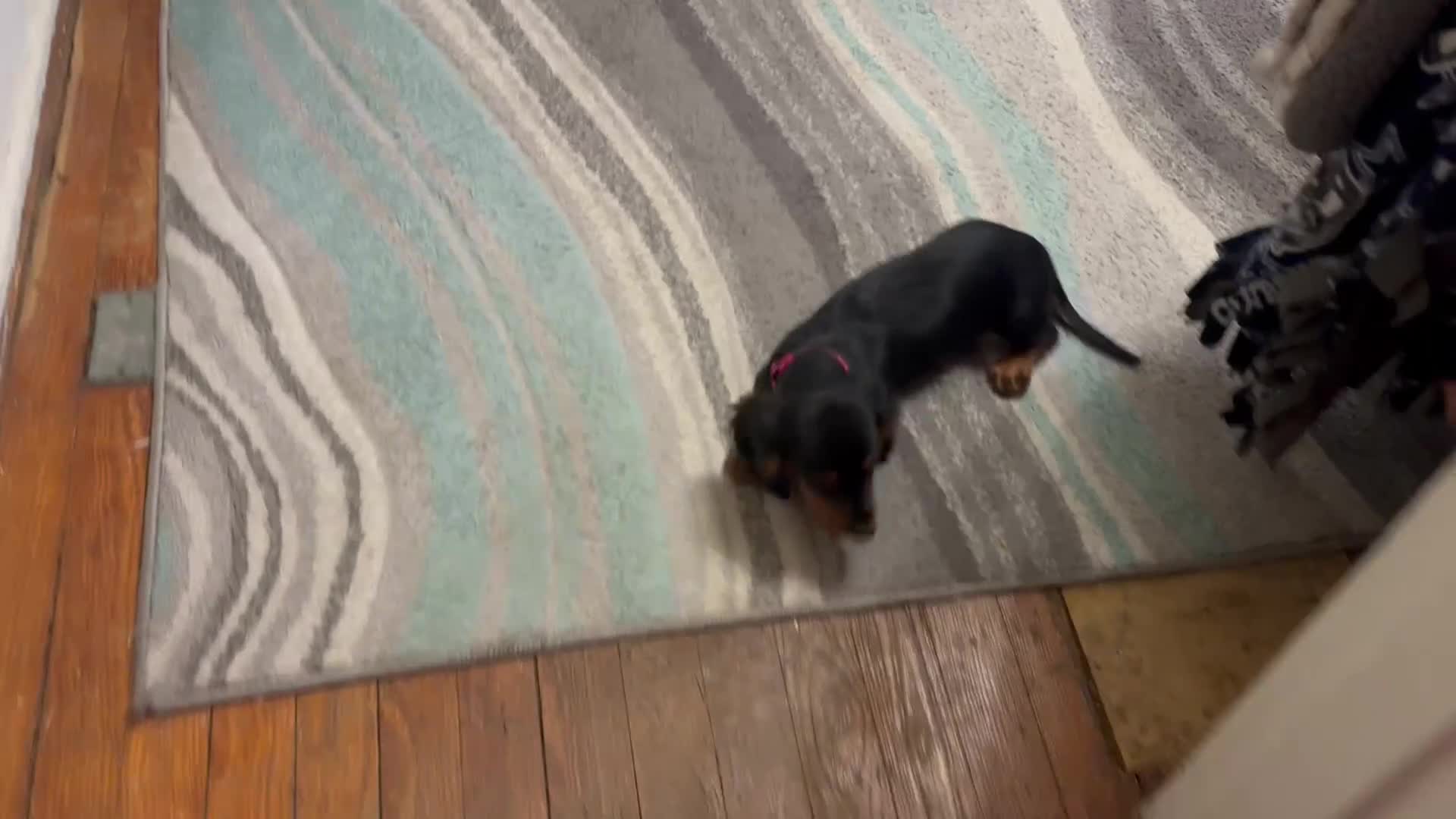 Miniature Dachshund dogs for sale: Miniature Dachshund Puppy 5 - Video 1