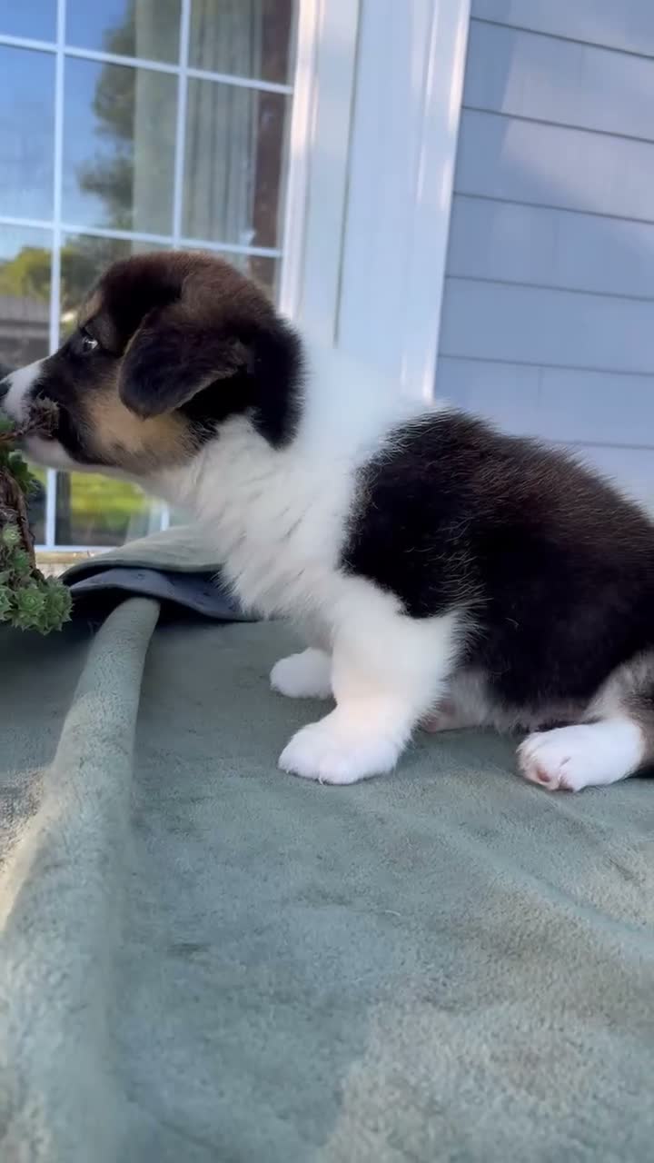 Welsh Corgi Cardigan dogs for sale: Boone - Video 1