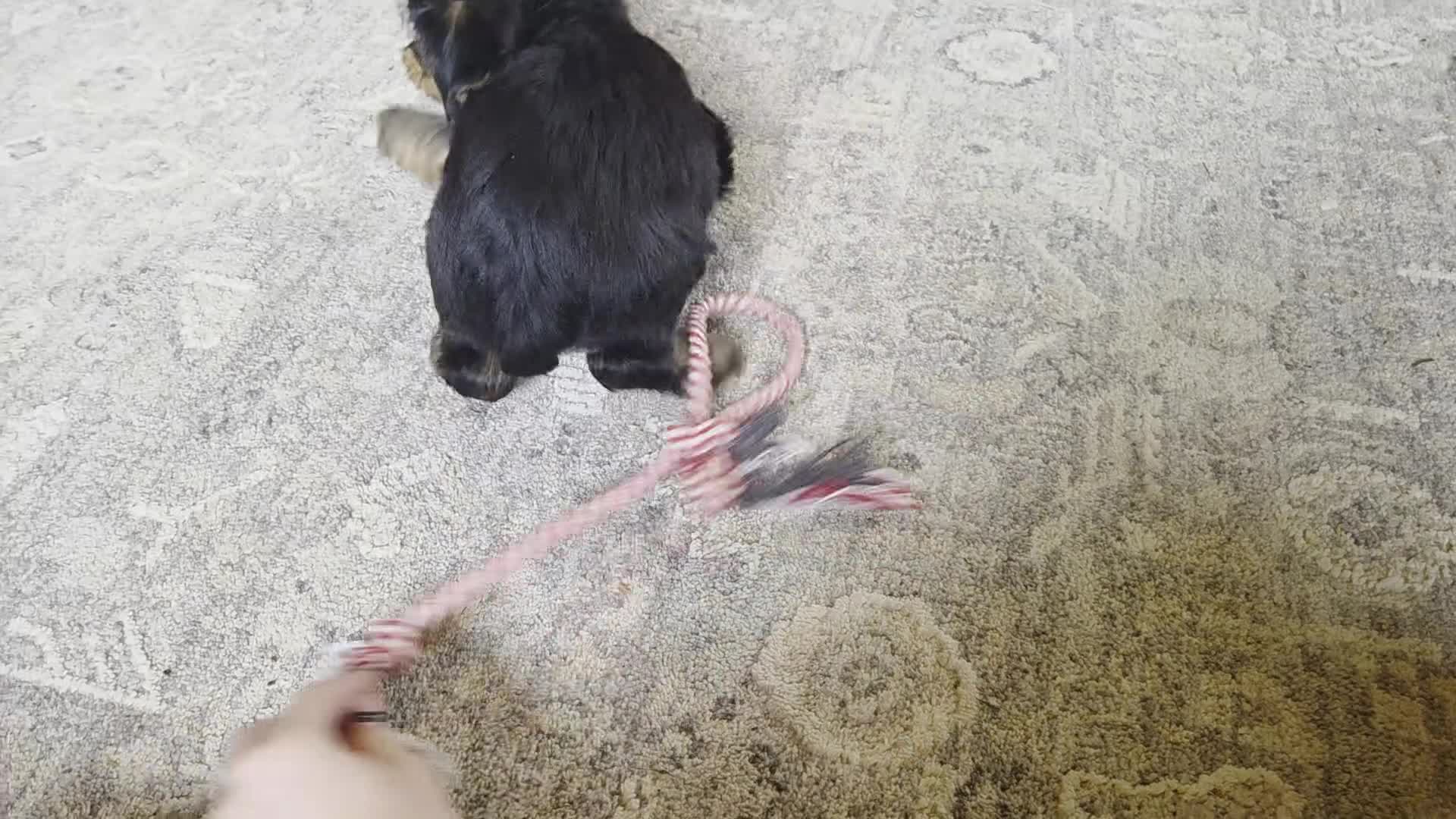 Yorkshire Terrier dogs for sale: Twila - Video 3