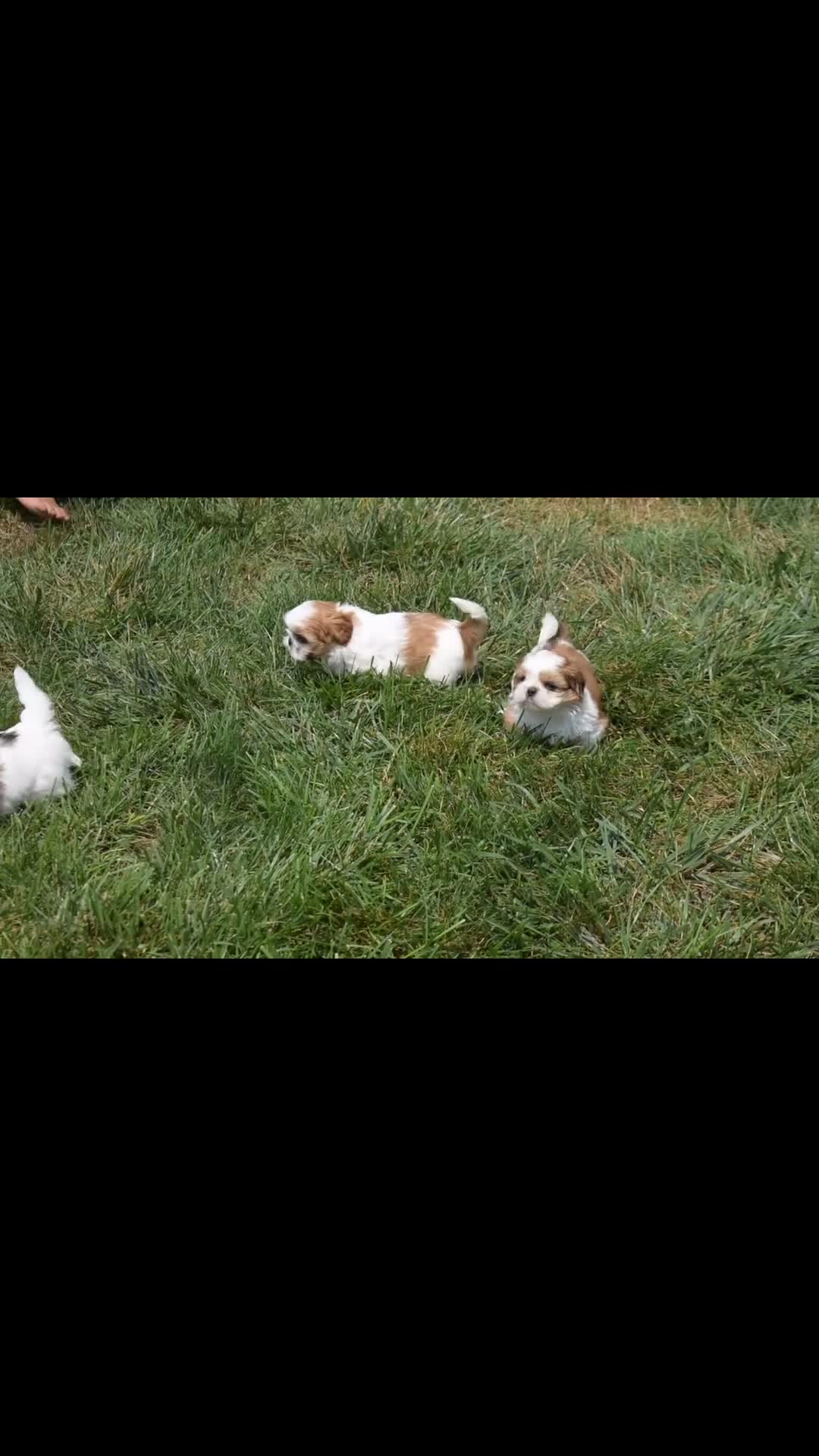 Shih Tzu dogs for sale: Cocoa  - Video 1