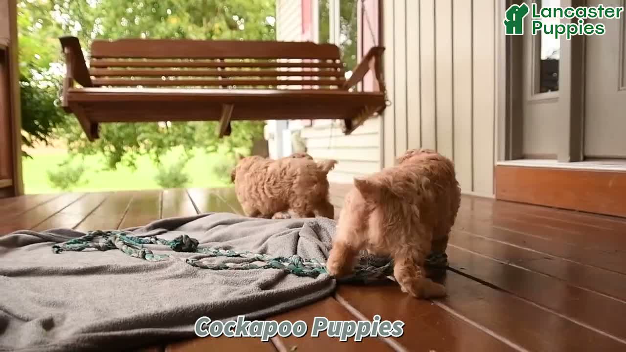 Cockapoo dogs for sale: Twinkle - Video 1
