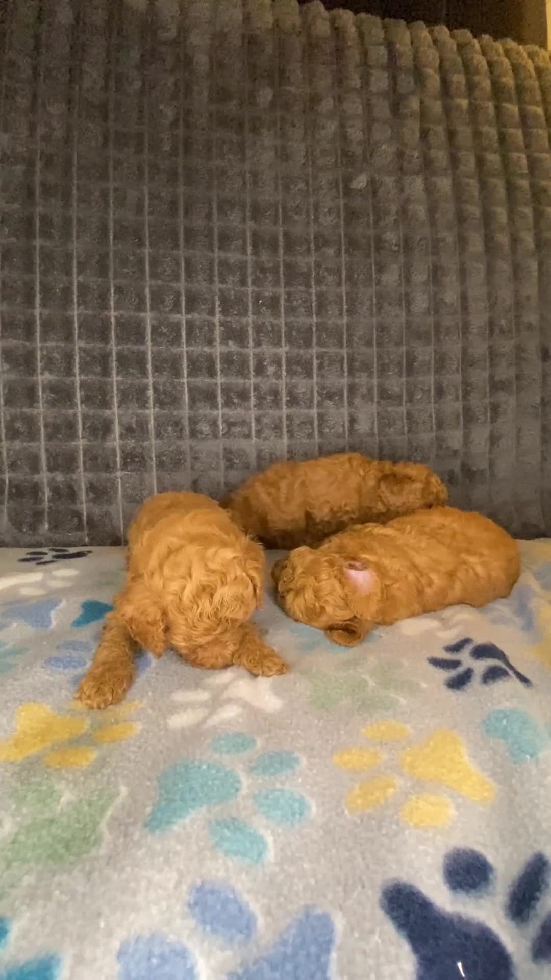 Toy Poodle dogs for sale: Toy Poodle 1 - Video 2