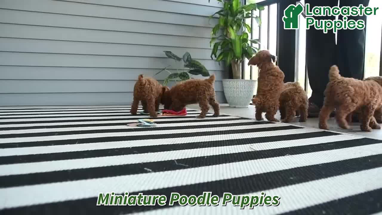 Miniature Poodle dogs for sale: Macy - Video 1