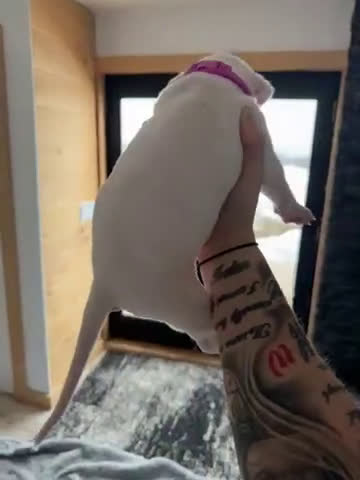 Dogo Argentino dogs for sale: Neon pink collar female - Video 1