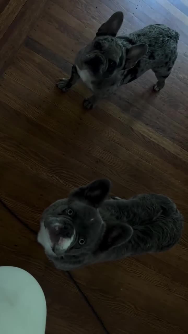 French Bulldog dogs for sale: Panda - Video 1