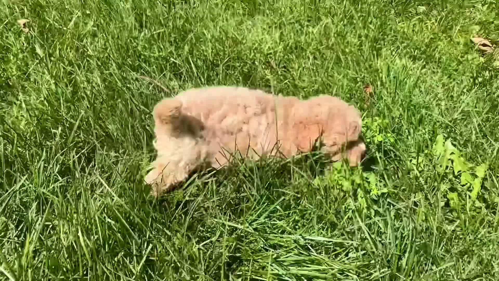 Maltipoo dogs for sale: Marshall  - Video 1