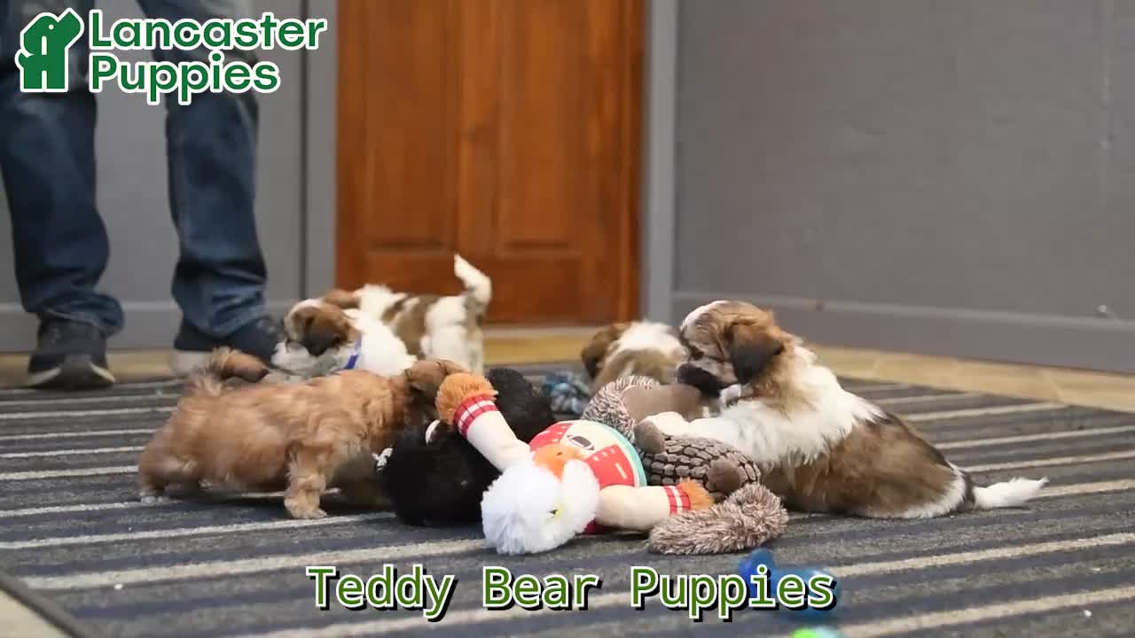 Teddy Bear dogs for sale: Tania - Video 1