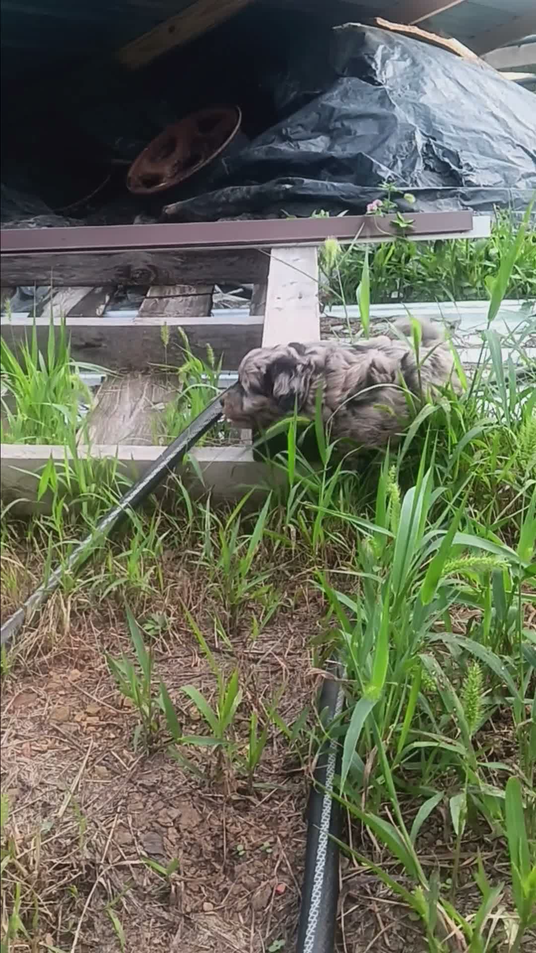 Aussiedoodle dogs for sale: Ace - Video 2