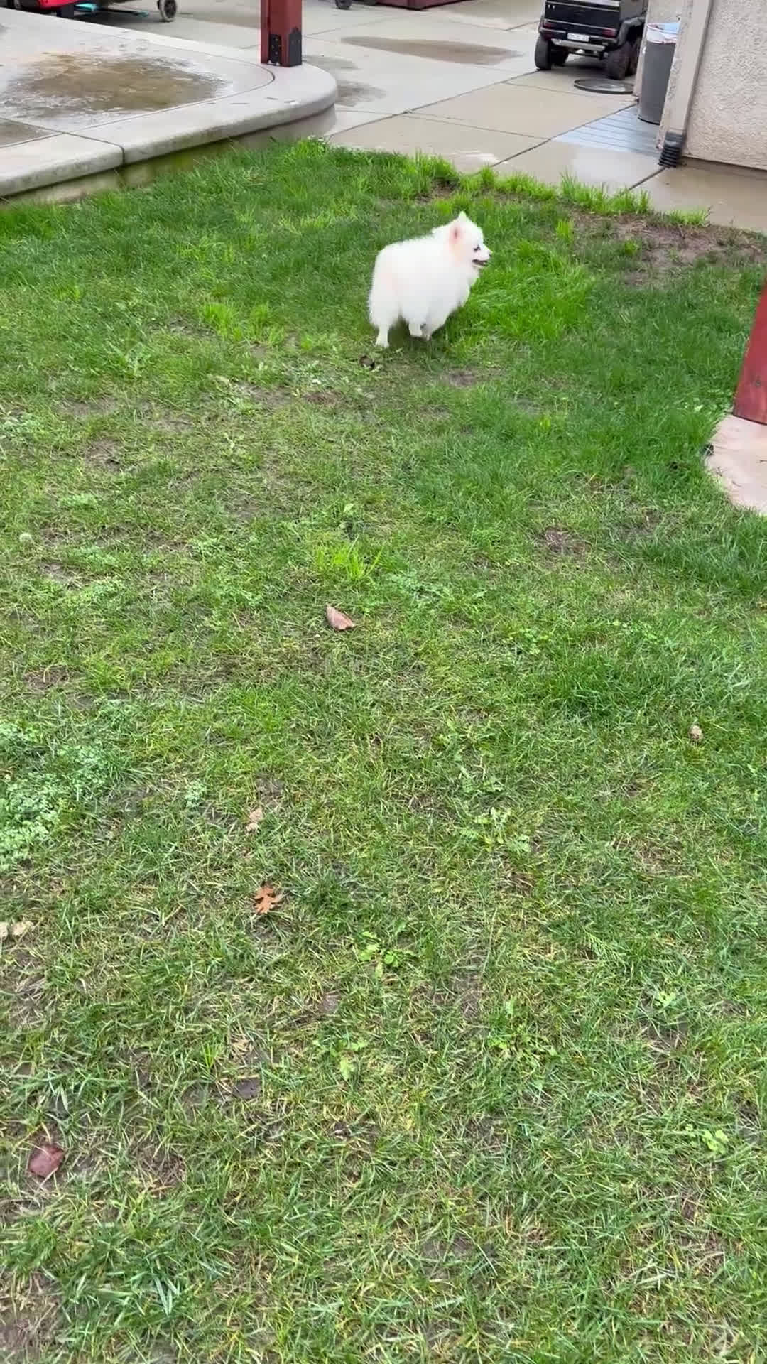 Pomeranian dogs for sale: Spunky ♥️ - Video 1