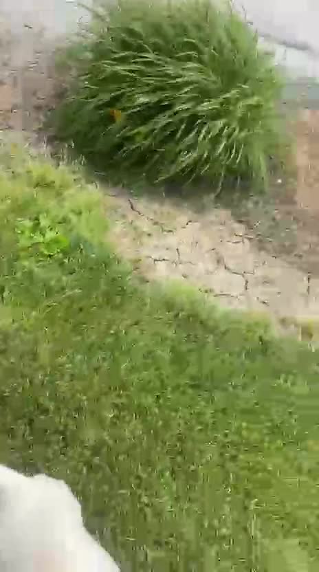 Mixed Breed dogs for sale: Mixed Breed 5 - Video 1