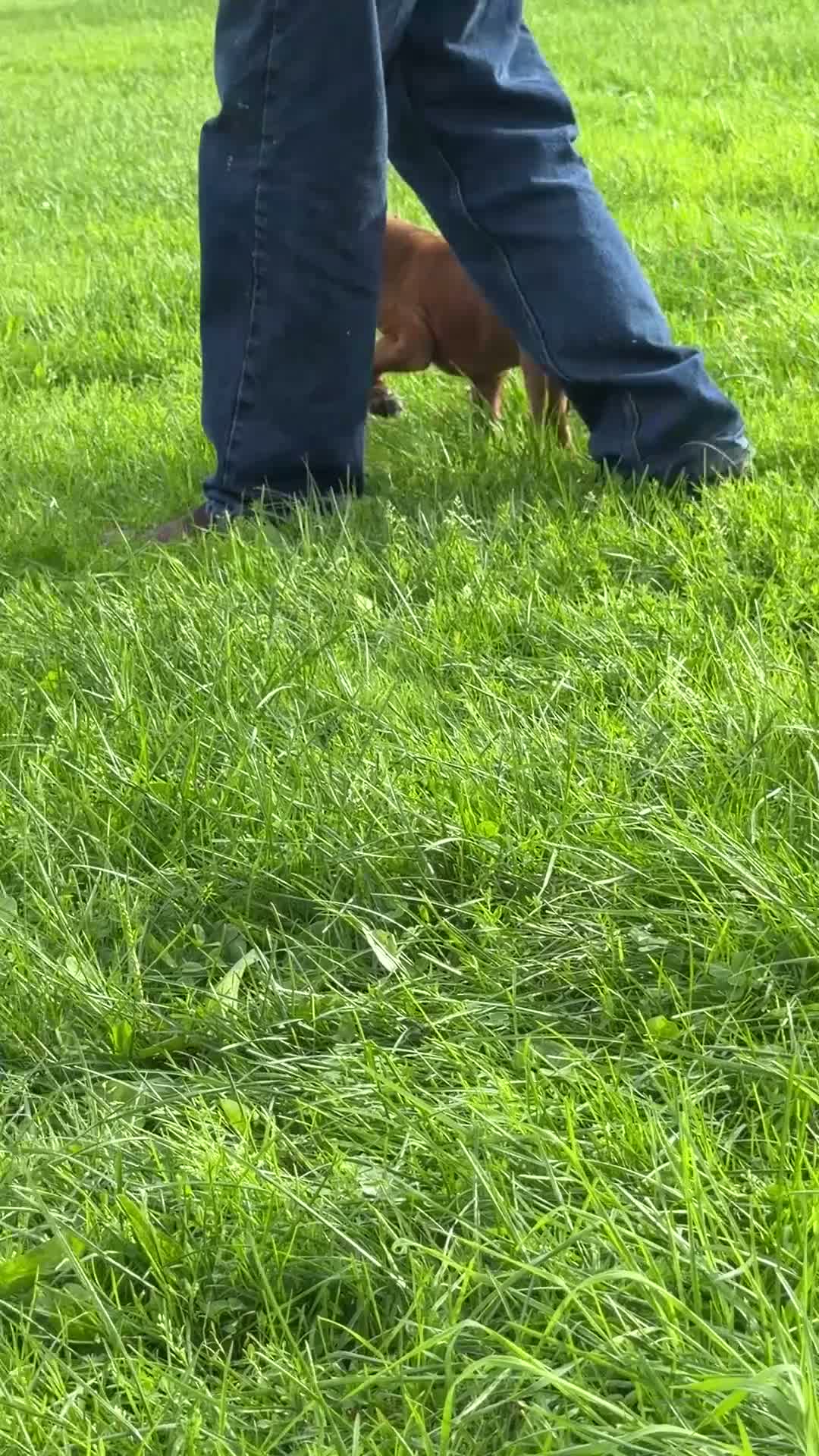 Boxer dogs for sale: RUBY-AKC-Euro lines  - Video 3