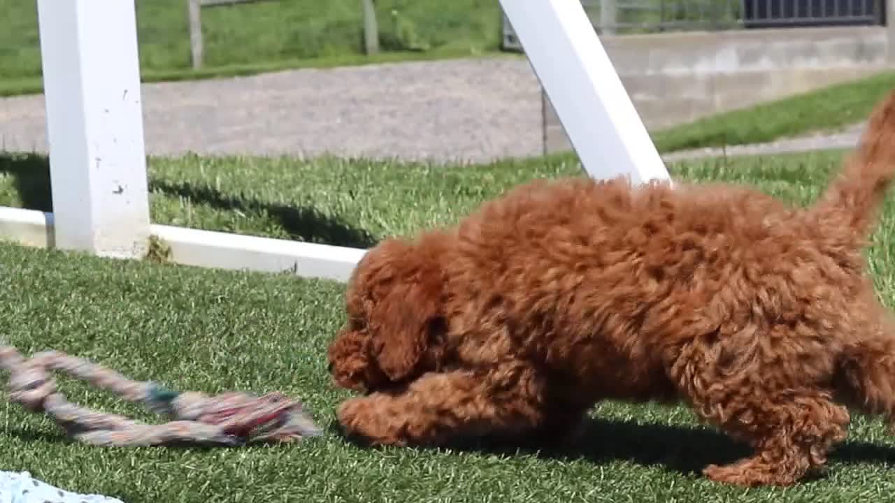 Miniature Labradoodle dogs for sale: Tessa - Video 1
