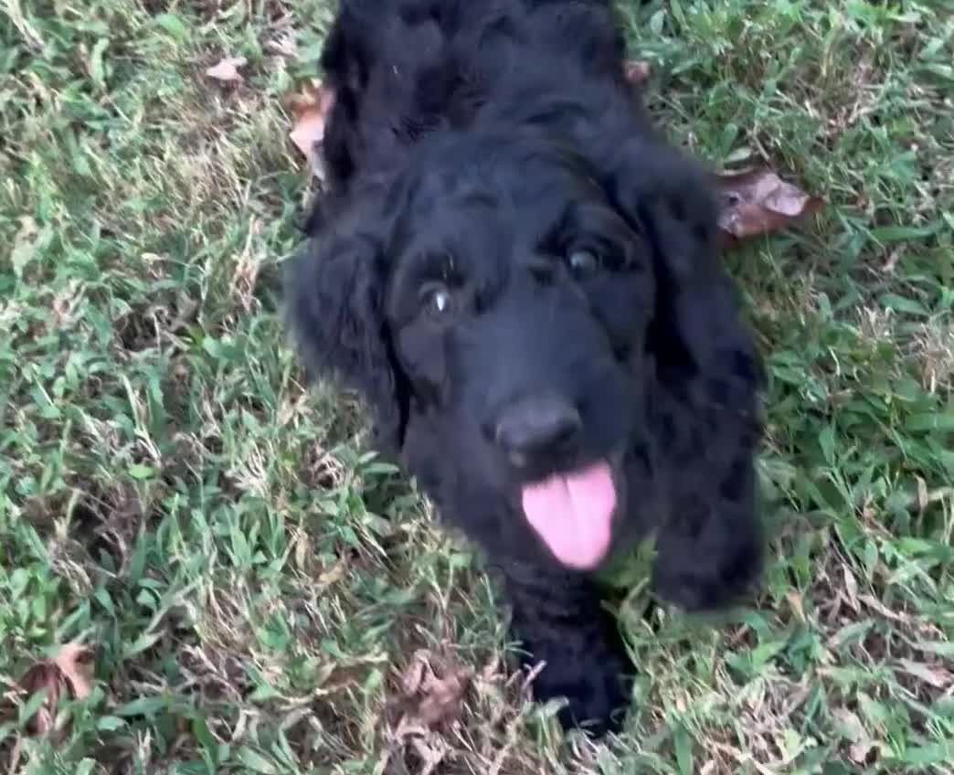 Aussiedoodle dogs for sale: TEN - Video 1