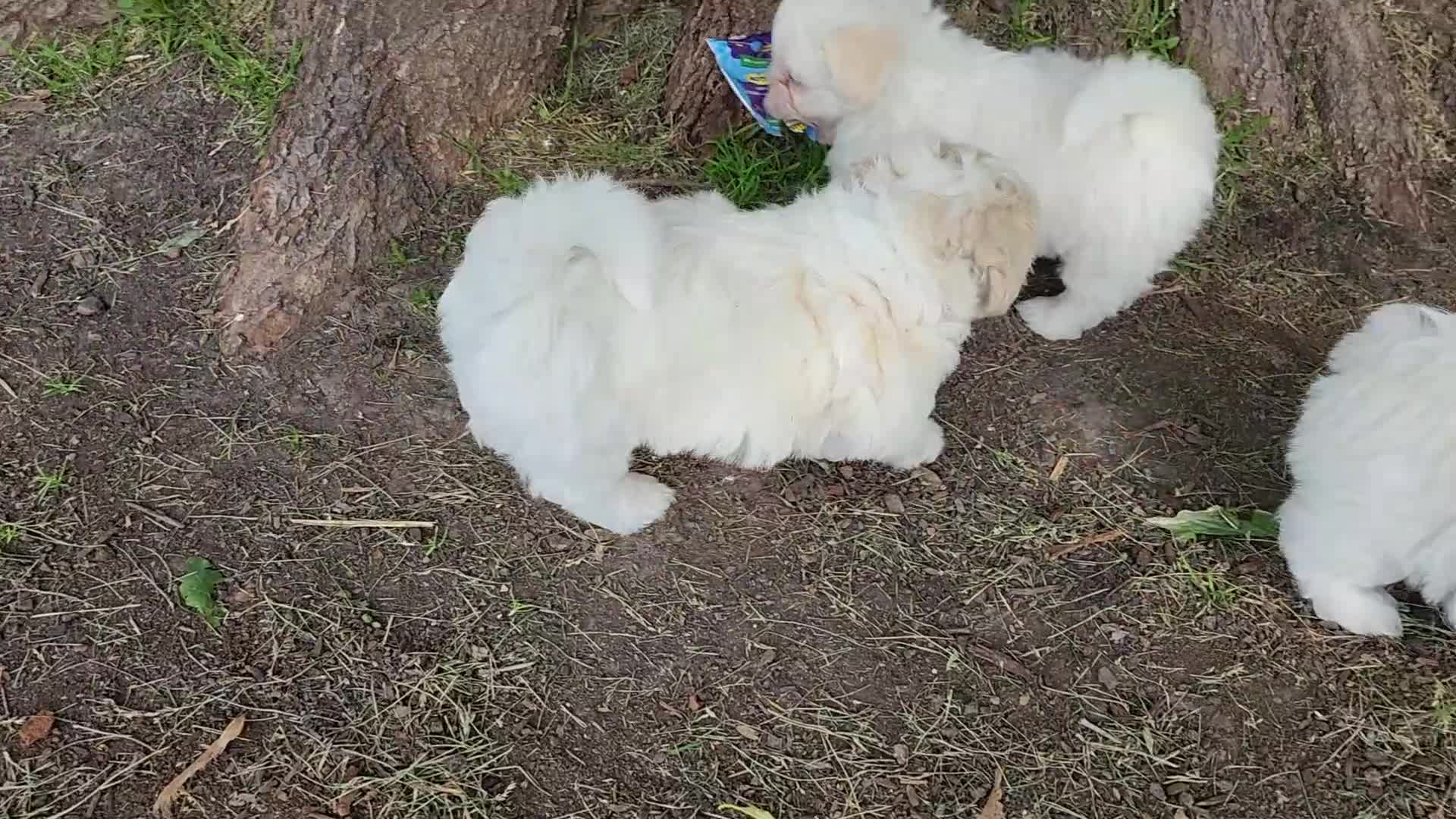Teddy Bear dogs for sale: Bennington - Video 1