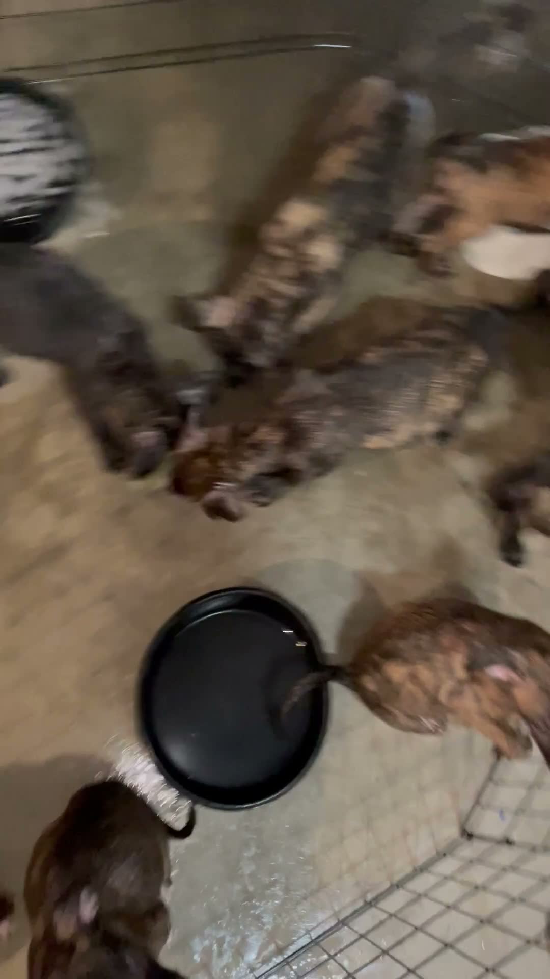 Mixed Breed dogs for sale: Mixed Breed 8 - Video 1