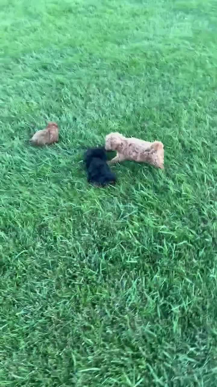 Shihpoo dogs for sale: TINY SAM - Video 3