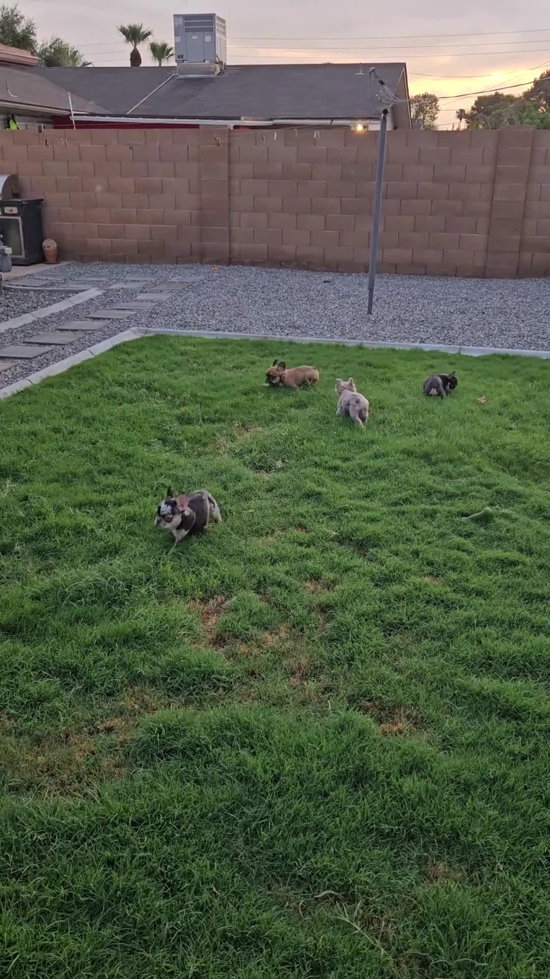 French Bulldog dogs for sale: ChocoMoco - Video 1