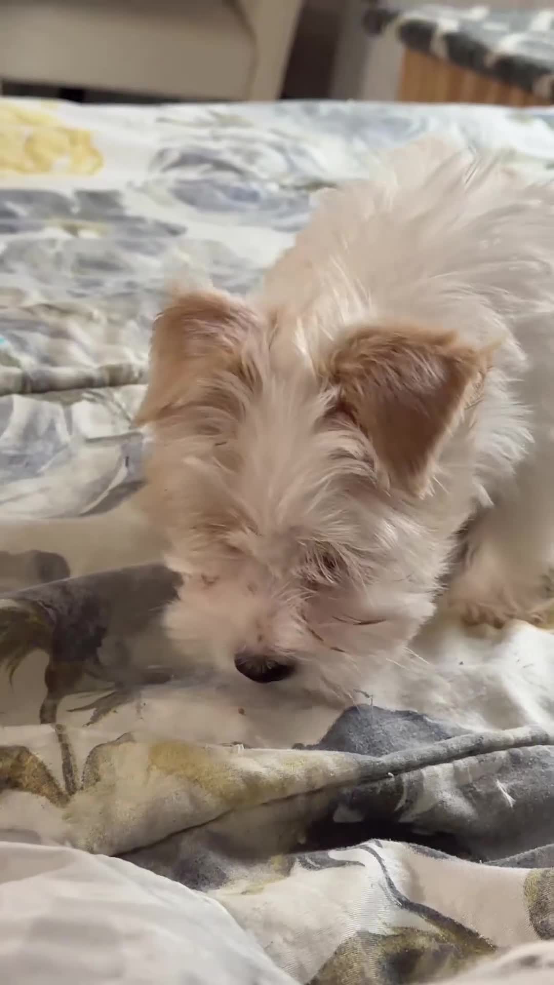 Yorkshire Terrier dogs for sale: Price Reduced! Rare AKC Blonde Gold Dust Parti Yorkie - Video 2