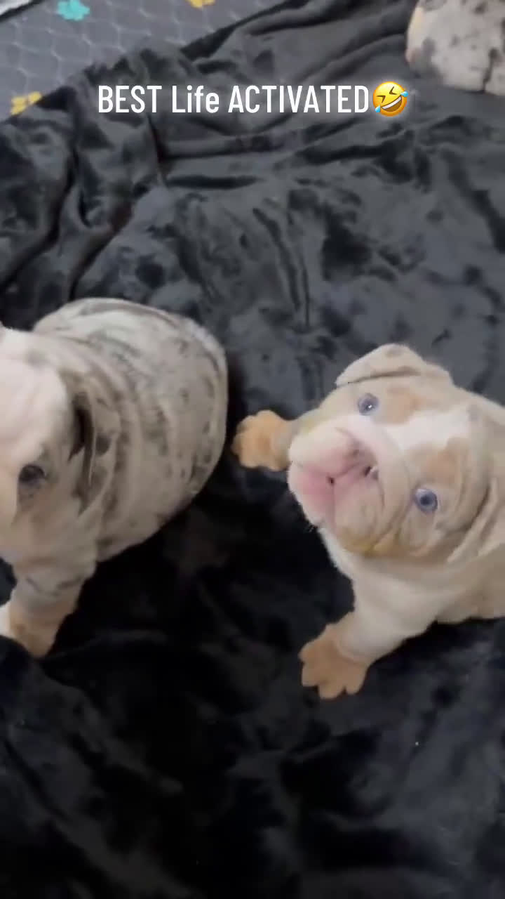 English Bulldog dogs for sale: ICE CUBE-TRI MERLE - Video 1
