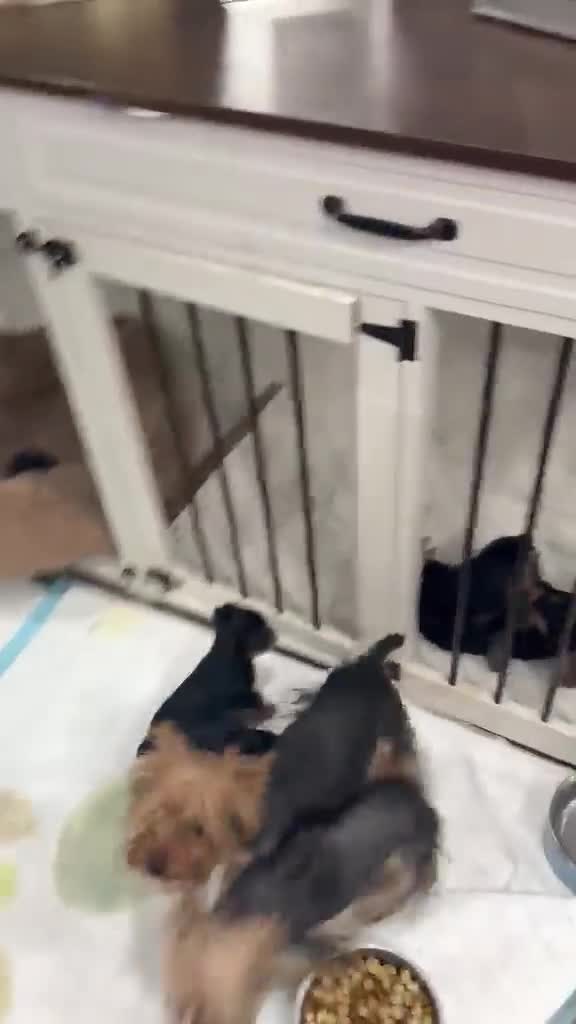 Yorkshire Terrier dogs for sale: Yorkshire Terrier Puppy 4 - Video 1