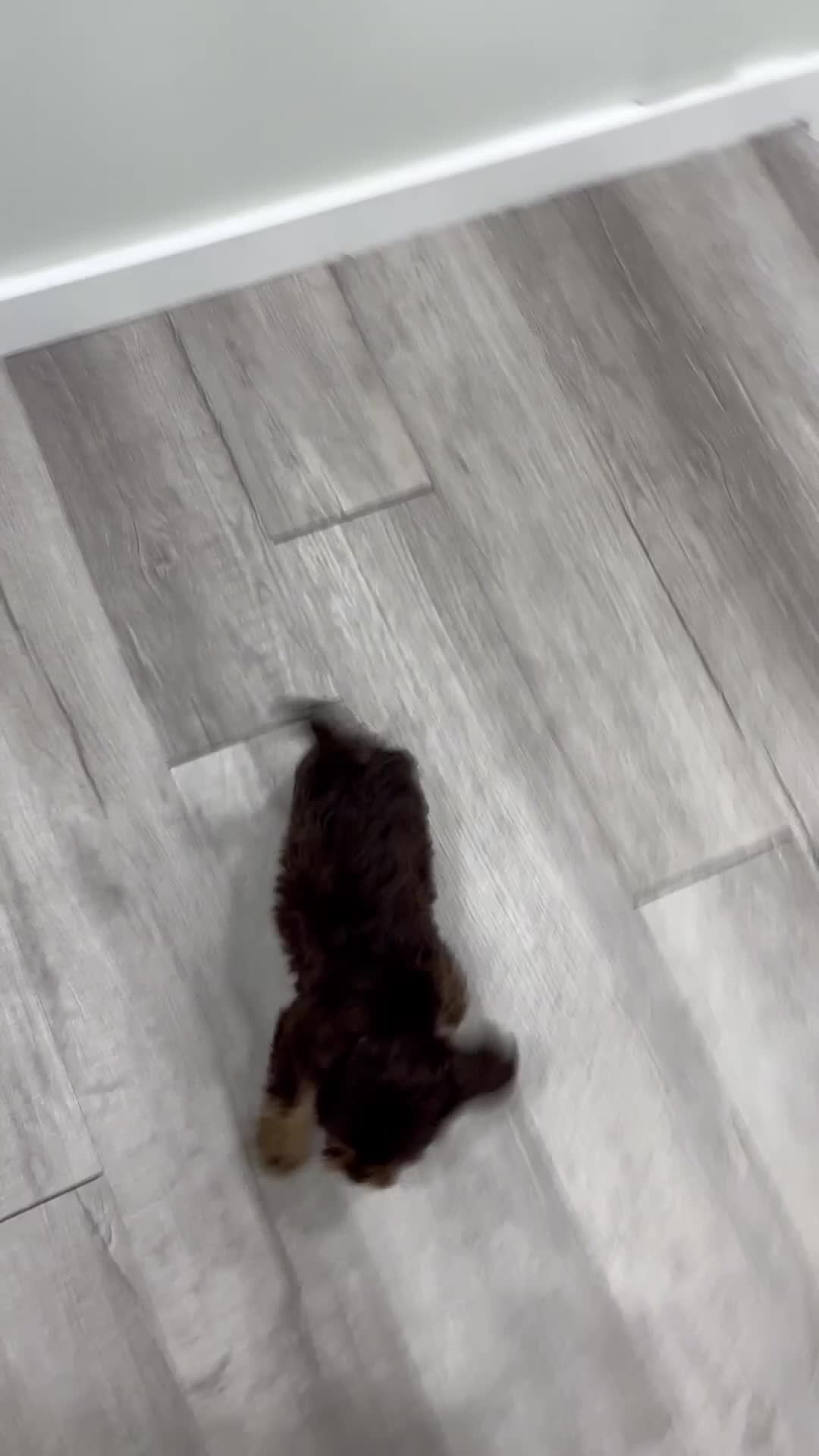 Cavapoo dogs for sale: Bella - Video 1