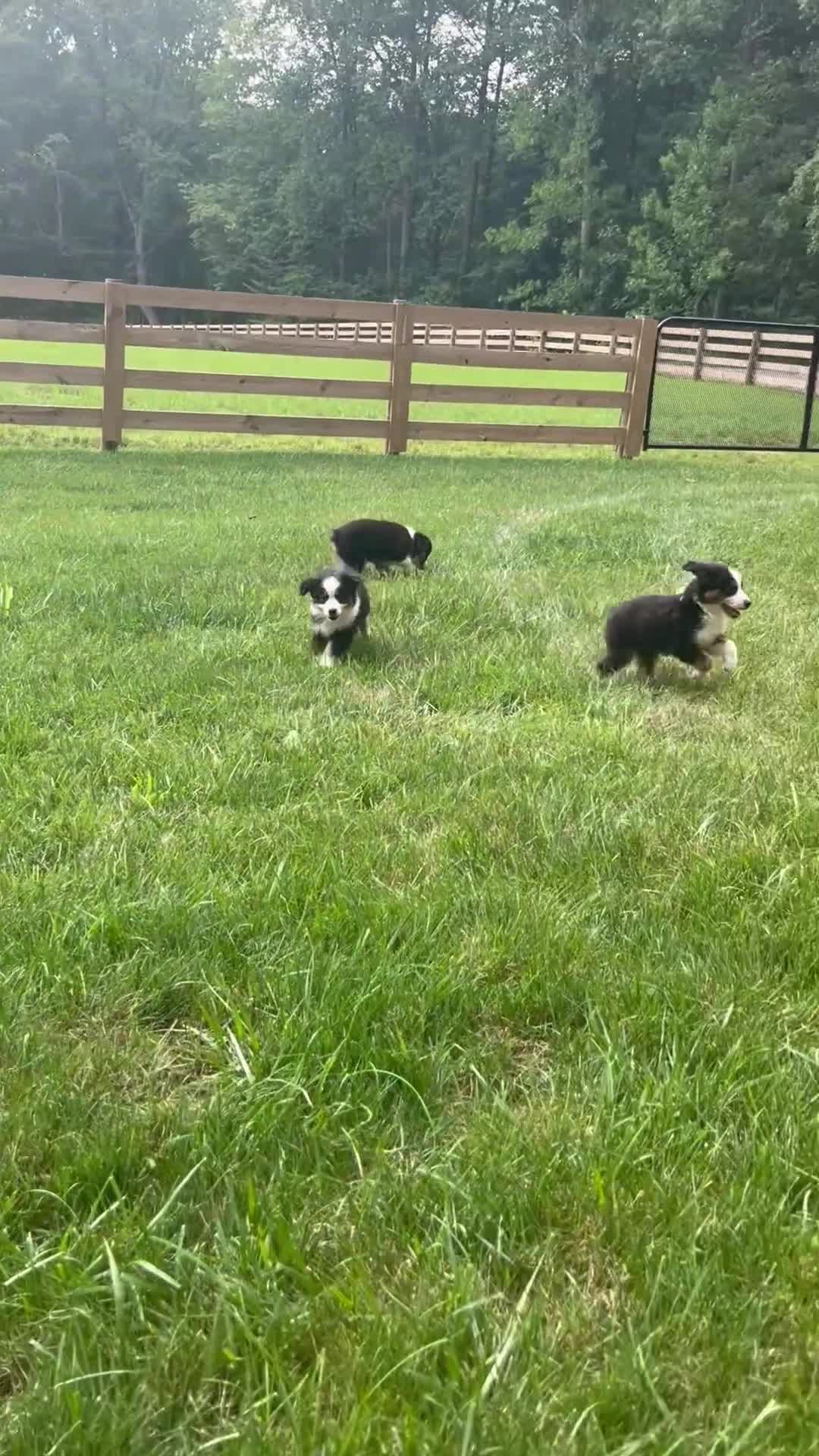 Miniature Australian Shepherd dogs for sale: Sunny  - Video 2