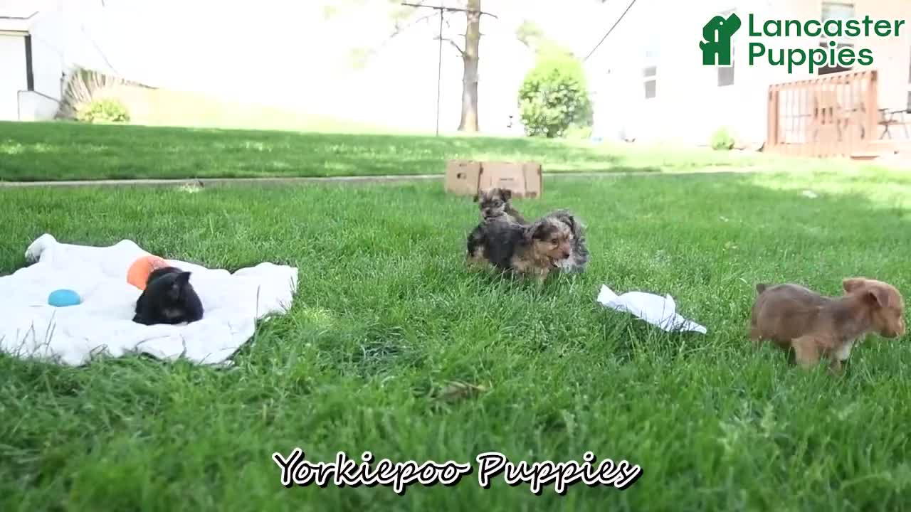 Yorkiepoo dogs for sale: Randall - Video 1