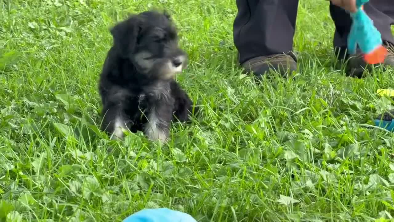Miniature Schnauzer dogs for sale: Tiffany Miniature Schnauzer  - Video 3