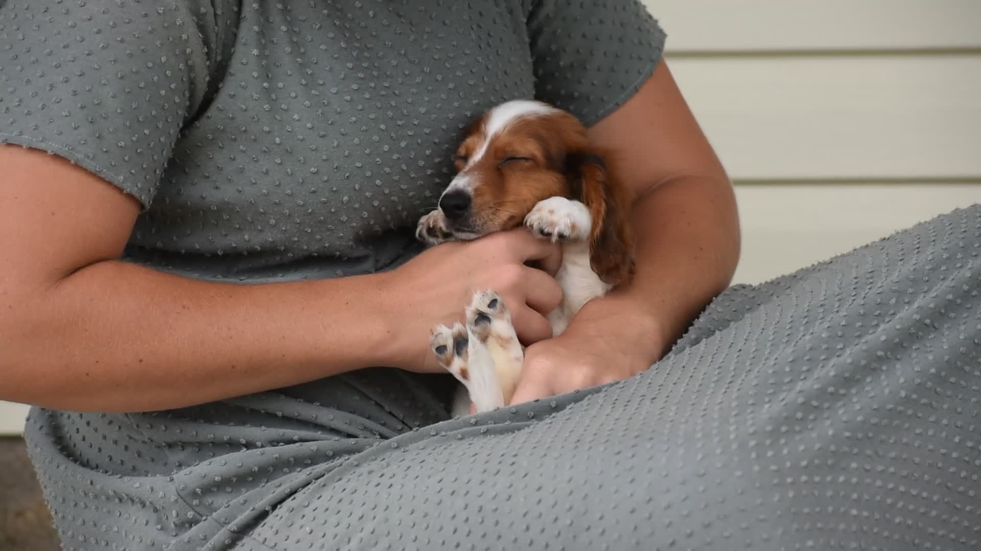 Miniature Dachshund dogs for sale: Cosmo - Video 1