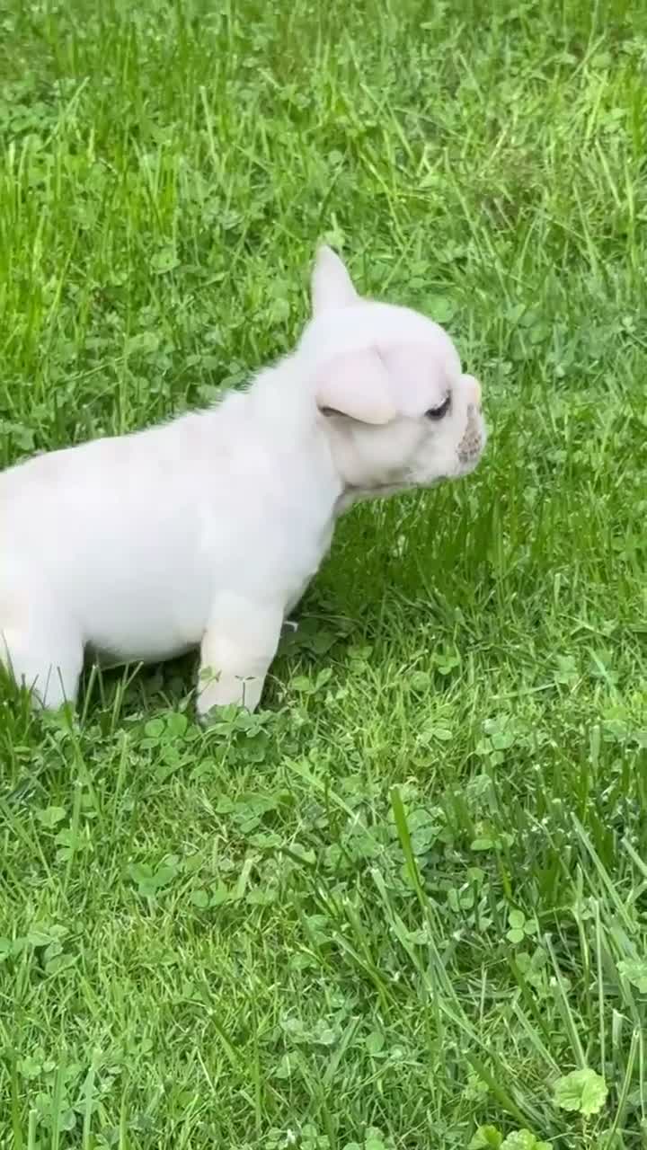French Bulldog dogs for sale: French Bulldog 1 - Video 3