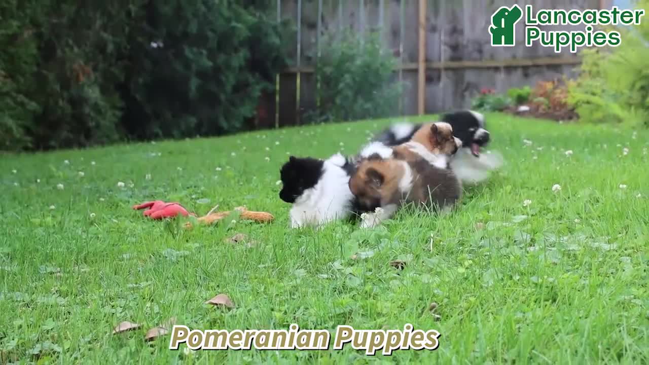 Pomeranian dogs for sale: Sugar - Video 1